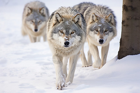 雪地上的三匹狼图片