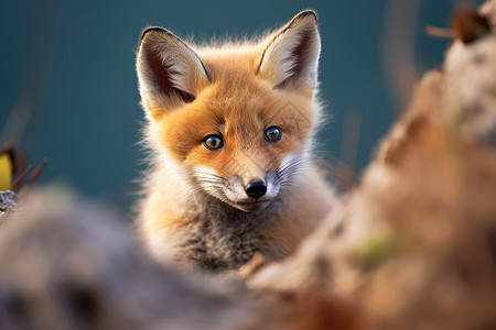 失落小狐狸表情可爱的小狐狸背景