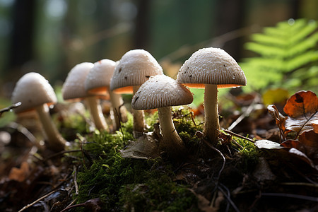 森林中野生蘑菇图片