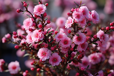 桃金娘角盛开的红粉鲜花背景