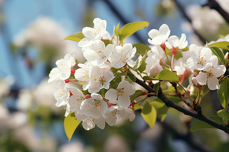 春意盎然苹果花树高清图片