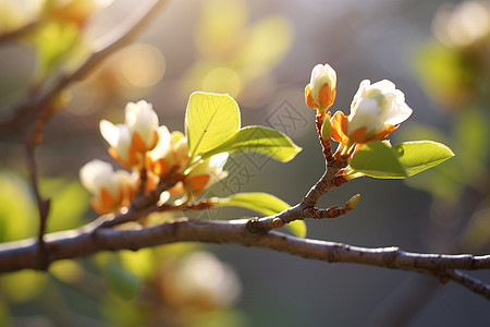 碧绿枝叶映衬下洁白花朵的春日芳华图片