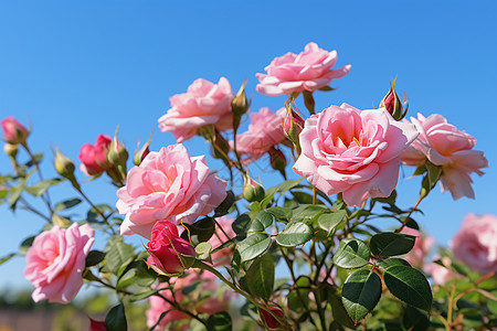 幽蓝花园月季花朵高清图片