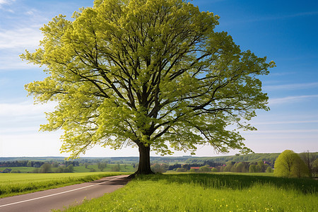 公路上的孤独树背景图片