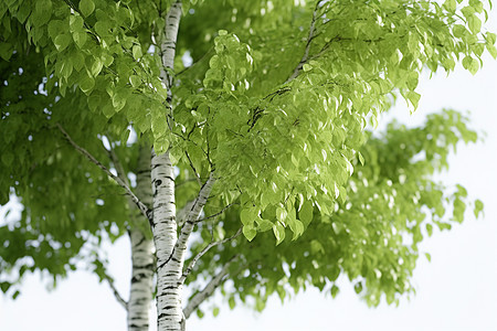 夏日下的银白树图片