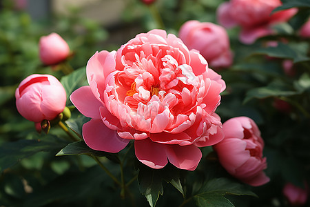 五彩缤纷的花卉婷婷玉立的牡丹花背景