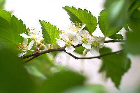 山楂树上的花朵图片