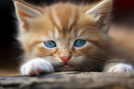棕色的猫咪宝宝图片