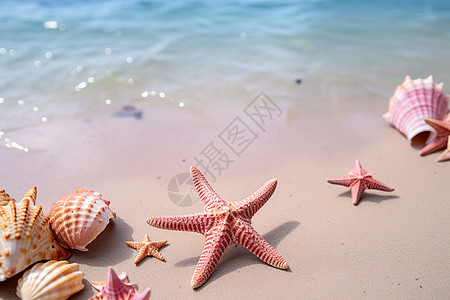 海边星形贝壳图片