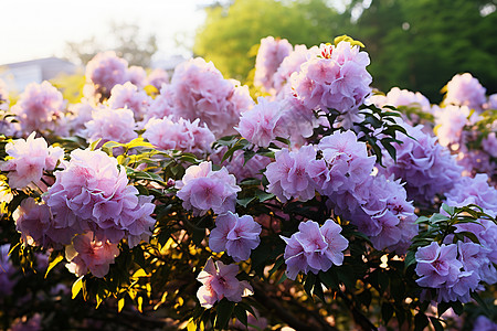 迷人的紫丁香花背景