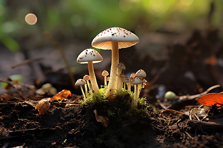 森林一群蘑菇图片