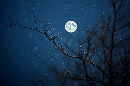 树枝间的月亮高清图片