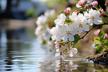 水面上盛开的花朵图片