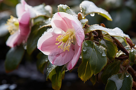 霜雪中一朵粉色花朵图片