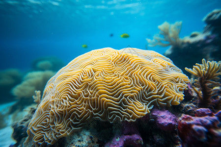 海底世界的黄色脑珊瑚图片