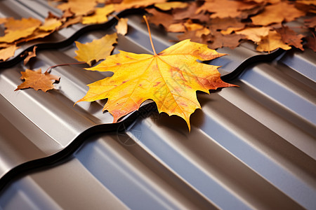 金色秋叶盖满的金属屋顶图片