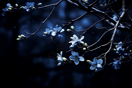 夜空树枝上的蓝花高清图片