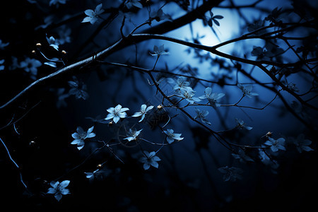 白花树枝背后的月光背景图片