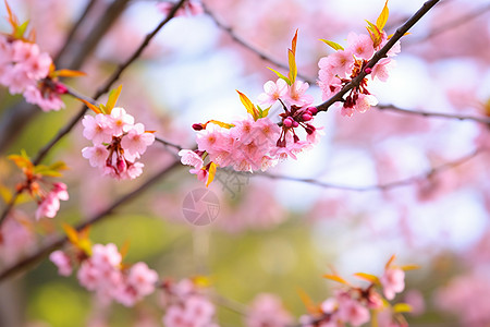 你好春天美丽樱花枝背景
