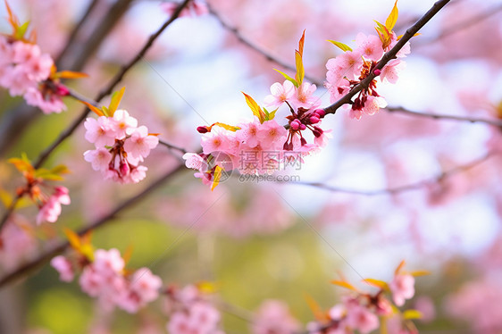 美丽樱花枝图片