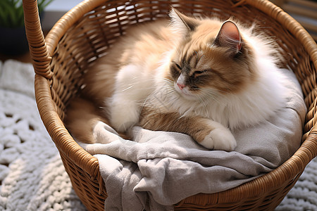 小猫在篮子里图片