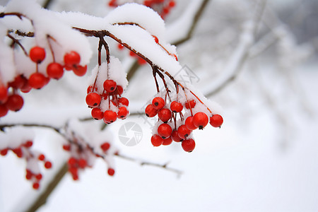 张家界雪景冬日红浆果背景
