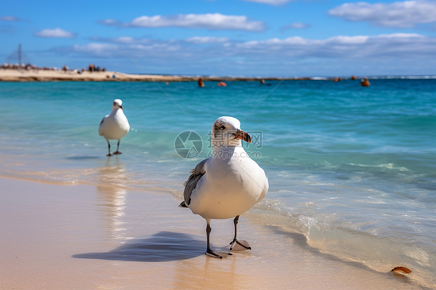 海滩上的海鸥图片