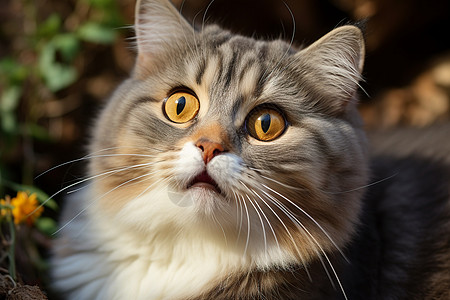 惊讶表情的猫咪高清图片