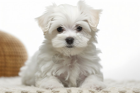 一只白色的小狗图片
