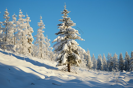 雪山上的树木图片