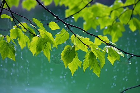 雨中的绿意雨水水花高清图片