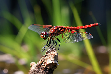 池塘边的红蜻蜓图片