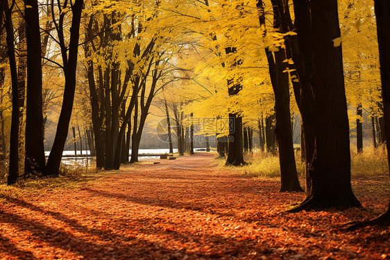 秋季森林的美丽景观图片