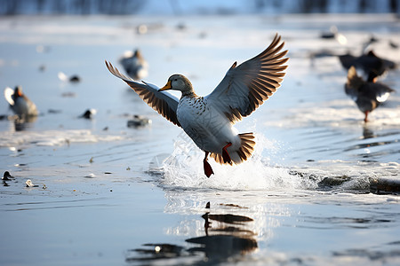 冬日湖畔的飞翔鸟群背景图片