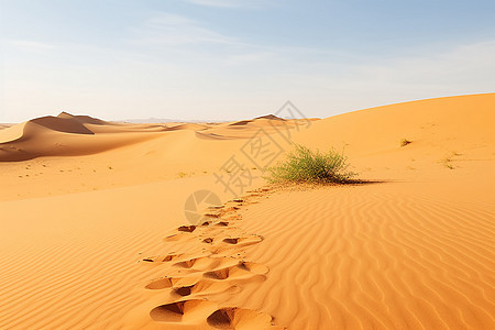 沙漠里的足迹图片
