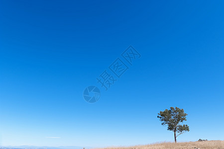 山顶上的树山顶上一颗孤独的树背景