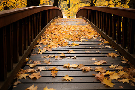 木桥上的树叶图片