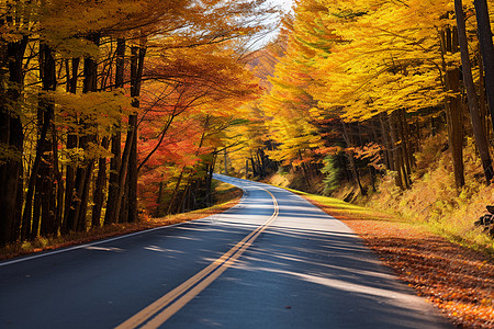 森林中的道路背景图片