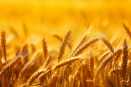 金色的麦田中成熟的麦子高清图片