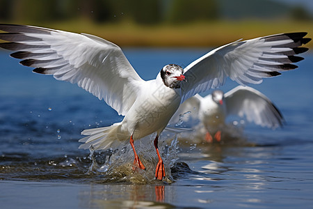 湖中飞翔的水鸟图片