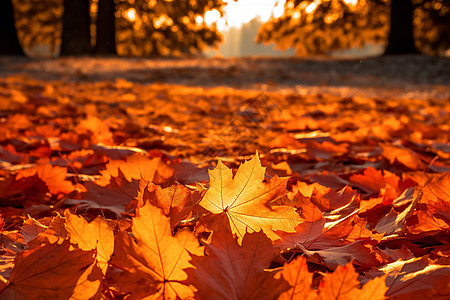 秋季公园地面上的落叶图片