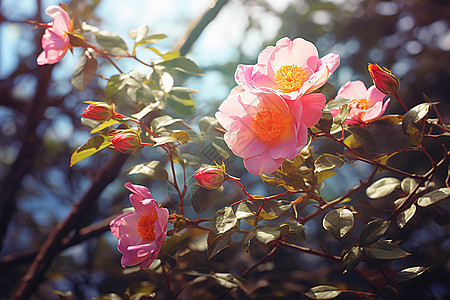 春季枝头盛开的粉色花朵图片