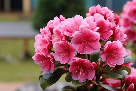 春季花园中绽放的天竺葵图片