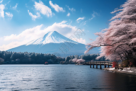 富士山脚下美丽的樱花公园图片