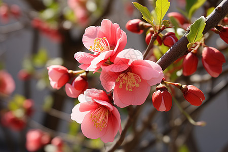 粉色海棠花的特写镜头图片