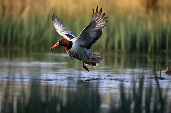 湿地上觅食的野鸭图片