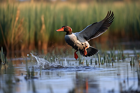 湿地上飞行的野鸭图片