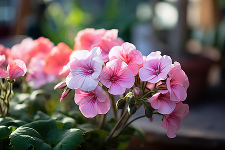 春季美丽的粉色天竺葵图片