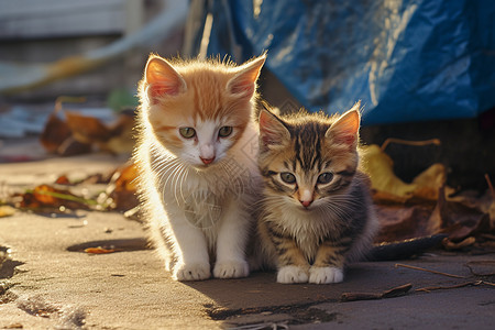 可爱的小猫咪图片