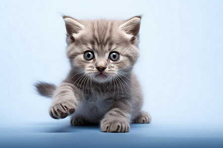 好奇心重的宠物猫咪幼崽图片